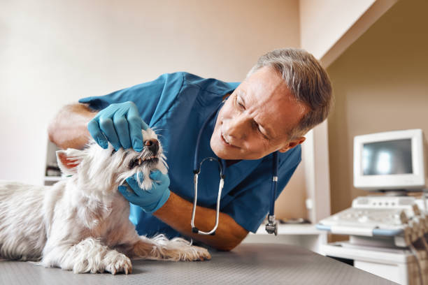 Best Walk-In Emergency Dental Services in Elkhart, KS